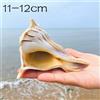 Naturale Charonia Tritonis Mare Conchiglia Pesce Tank Soprammobile Fotografia
