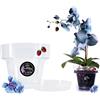 LiveLaif® - Vaso Orchidea Trasparente ∅ 15 cm Con Piatto Coordinato | In Plastica | Trasparente | Scegliere Dimensioni e Unità (1,15 cm)