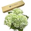 ZooeyRoose 3 grandi ortensie artificiali verde chiaro, stelo lungo 53,3 cm, ortensie realistiche al tatto, per casa, cucina, decorazione autunnale, decorazione floreale per il Ringraziamento, Natale,