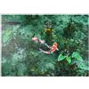 MyPuzzle.com MyPuzzle Lo Stagno Koi Di Monet Nella Città Di Seki, Nella Prefettura Di Gifu, Giappone - Premium 1000 Pezzi Puzzle - MyPuzzle Collezione speciale di Puzzle Galaxy