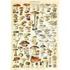 MyPuzzle.com MyPuzzle Champignons - Funghi Per Tutti, Poster D'epoca, Adolphe Millot - Premium 100 Pezzi Puzzle - MyPuzzle Collezione speciale di Havana Puzzle Company