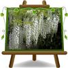 EURO PLANTS VIVAI Wisteria Brakybotrys Shiro Kapitan Fuji Glicine Bianco Puro Piante Rampicanti - su Vaso da 17 cm - Altezza 150-200 cm