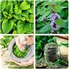 Generico Semi Menta Piperita Sementi di piante aromatiche e officinali Pianta perenne peppermint seeds