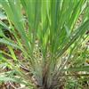 Generic semi di citronella perenni - rari piante da esterno balcone serra esotiche giardino roccioso resistenti fiori recisi aiuole rialzate 50pcs