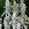 le Georgiche Pianta vera di Stachys byzantina - Diametro Vaso Ø 17 cm