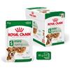 ROYAL CANIN 12x85g Royal Canin Mini Ageing 12+ - Cibo Umido per Cani
