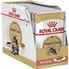 ROYAL CANIN 12x85g Royal Canin Maine Coon Adult in Salsa