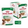 ROYAL CANIN 48x85g Royal Canin Mini Adult Bocconcini in Salsa