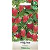 WegAna Fragola selvatica Rujana Semi 0,2g Semi di frutta perenne Fragole selvatiche Semi di verdura, Semi di verdura Semi di coltivazione per giardino in serra