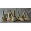 Vittleitaly Aglione della Val di Chiana Fresco 1 kg Italia