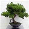 Botanik Bonsai Premium