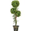HOMCOM Albero artificiale a 3 palle di bosso con vaso in cemento, interno ed esterno, altezza 115 cm