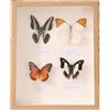 Grewod Cornice Tavolo 30x40 cm, Legno Profondo 5cm, Portafoto in MDF, Rettangolo, Cornice Foto, Orizzontale Verticale