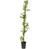 AMDGarden Pianta di GELSENIUM Gelsomino della California FIORE GIALLO PROFUMATO rampicante H130 cm in vaso 18 cm AMDGarden
