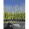 Generic Pianta di Gelsomino rincospermo o falso gelsomino in fitocella, altezza 60/80 Cm - Arbusto rampicante