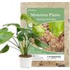 Yilotuce 2 litri di terriccio per Monstera, terriccio idratante a lunga durata per il rinvaso e la coltivazione di piante di Monstera Deliciosa/formaggio svizzero