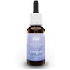 Bush Biotherapies Caregiver Gocce per Stanchezza e mancanza di Entusiasmo