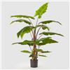 EDG Enzo De Gasperi Pianta Artificiale Alocasia Chic con Vaso 170cm 20 Foglie Verde