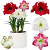 DUTCH BULBS EXCLUSIVE PLANTS FROM HOLLAN Collezione di cipolle di Amarylli, 3 lampadine in grande formato 26/28, miscela esclusiva di piante e fiori dall'Olanda, vera cipolle di Astrum hip (niente semi, cera e non artificiale)