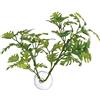 Zoo Med Laboratories AZMBP25 Betta Plant Finestra Foglia
