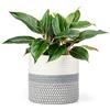 Dahey Cesto portapiante in corda di cotone per vasi fino a 7 cm decorazione decorativa per vasi da fiori da 19 x 20 cm per armadio bidone da scrivania organizer per la casa moderna Grigio e bianco.