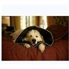 CANDIOLI IST.PROFIL.E FARM.SpA Comfy cone collare elisabettiano innovativo xl diametro 30 cm