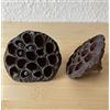 garnelenshop24de Lotos Lotus Bud - Decorazione e nascondiglio