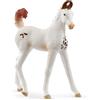 SCHLEICH 14896 Potro Marwari, da 5 Anni, Horse Club - Figura, 3 x 7 x 8 cm