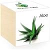 iGreen Cube Fiori & Piante in Cubi di Legno - Aloe