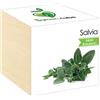 iGreen Cube Fiori & Piante in Cubi di Legno - Salvia