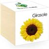 iGreen Cube Fiori & Piante in Cubi di Legno - Girasole