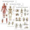 Confezione da 3 - Set di poster di anatomia muscolare, laminato 18" x 24"