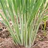 Haloppe Semi di piante di citronella da 1000 pezzi per piantare il giardino di casa, semi di citronella verde Cymbopogon Flexuosus per l'orticoltura Semi Di Citronella