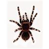 Wee Blue Coo Redknee Tarantula Spider Arachnid Art Print Poster Wall Decor 12X16 Inch Manifesto Parete