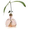 Generisch Avocado - Vaso per piante con semi di avocado, 14 x 14 cm, trasparente, per la coltivazione di avocado, per interni ed esterni