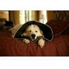 COMFY CONE COLLARE ELISABETTIANO INNOVATIVO XL DIAMETRO 30 CM