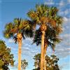 Générique 30 semi - WASHINGTONIA ROBUSTA - Palmiera resistente - Palmiera del Messico - altezza 30m - 204