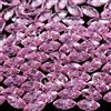 Certificato Naturale Zaffiro Rosa Calibrata 4x2 MM Marchesa Gemma 500 Pz Lotto