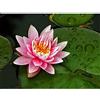 Wee Blue Coo 12 X 16 INCH/30 X 40 CMS LOTUS FLOWER LILLY PAD PINK PHOTO FINE ART PRINT POSTER HOME DECOR PICTURE Fiore Pubblicità Rosa FOTO Stampa artistica Manifesto Casa Immagine