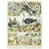 Artery8 Millot Encyclopedia Page Birds Ostrich Emu Unframed Wall Art Print Poster Home Decor Premium Pagina Uccelli Parete Manifesto Casa