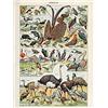 Artery8 Millot Encyclopedia Page Birds Ostrich Flamingo Unframed Wall Art Print Poster Home Decor Premium Pagina Uccelli Parete Manifesto Casa