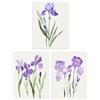 Wee Blue Coo Set of 3 Prints Watercolour Iris Floral Flowers Purple Bedroom Poster Wall Art 12X16