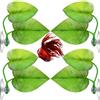 Boao 4 Pezzi Foglia di Betta Amaca per Betta Pesce, Posto di Riposo Leggero e Realistico, Nessun BPA, Pratico, Comodo e Sicuro (Doppia Foglia)