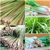 Generic semi di citronella biologici - piante resistenti in vaso semi biologici decorazione da giardino per esterni pianta decorativa per balcone rialzato piante da giardino decorazione 300pcs