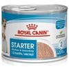 Royal Canin Dog Starter Mini Mousse 195 g