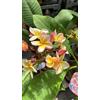 VIVAIO GARDEN FOREST Pianta di Plumeria Captivate, frangipane, H 60cm, foto reali
