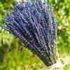 TooGet Mazzi di Lavanda Fasci di Lavanda Essiccati Fiori di Lavanda Naturale 200+ Steli (40 - 45cm) Per La Decorazione Domestica, L'artigianato, Il Regalo, Il Matrimonio o Qualsiasi Occasione