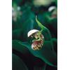 NATUR Srl Northen Lady's Slipper Essenze Floreali Dell'Alaska 7,4