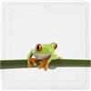 Kleine Wolke 5309625002 - Tappetino per Doccia Charlie, 55 x 55 cm, Colore: Verde Maggio