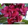 Generico 4 SEMI DI PLUMERIA -FRANGIPANI - POMELIA- VARIETA' Black Tiger